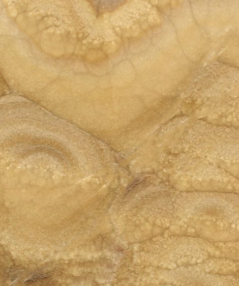 Honey Onyx CC